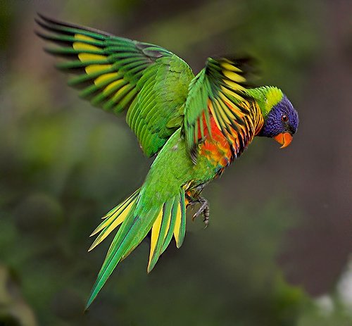 Rainbow-Lorikeet-Flying.jpg