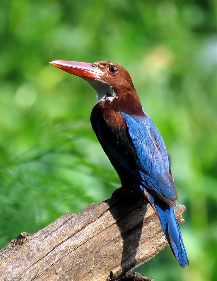 White-throated kingfisher.jpg