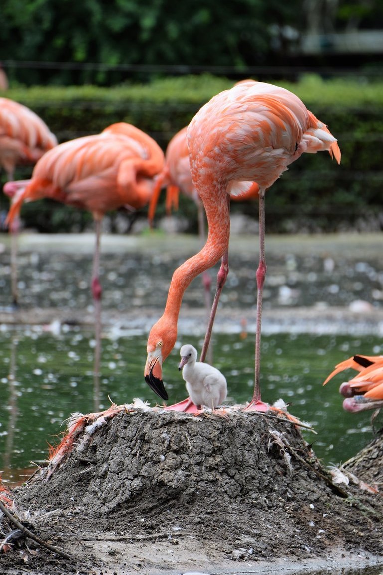 flamingo-2992840_1280.jpg