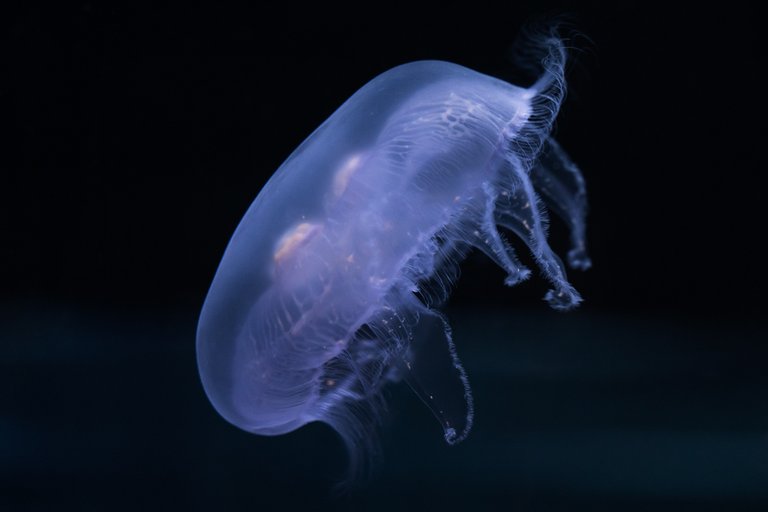 Jellyfish 5.jpg