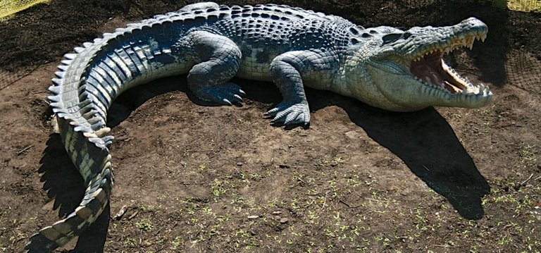 crocodile.jpg