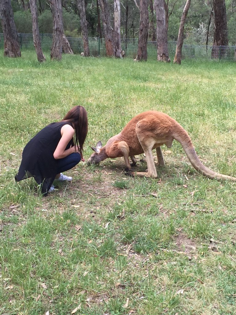 kangaroo3.JPG