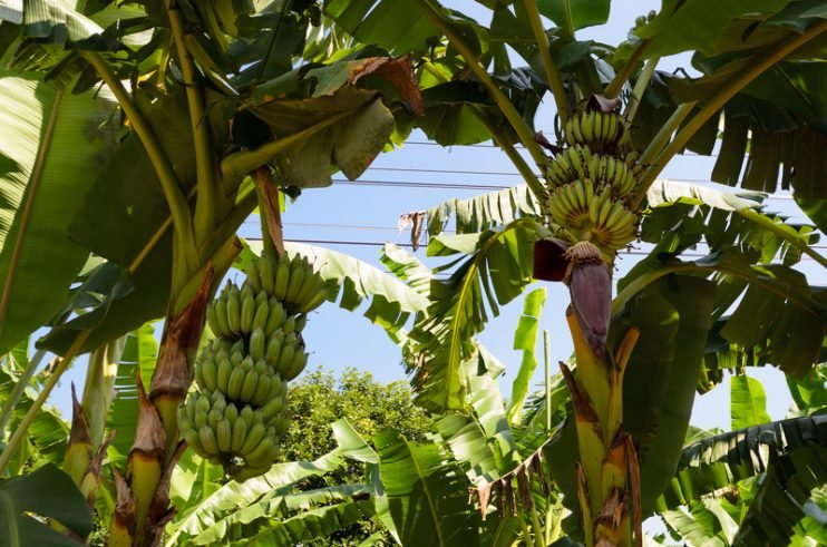 Sac-Banana-Festival-Banana-Trees-742x491.jpg