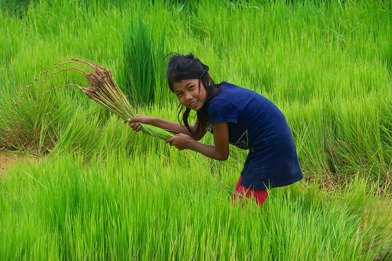 GDeichmann-Cambodia-Rural-Rice1361.jpg