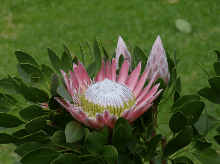 bunga-protea.png