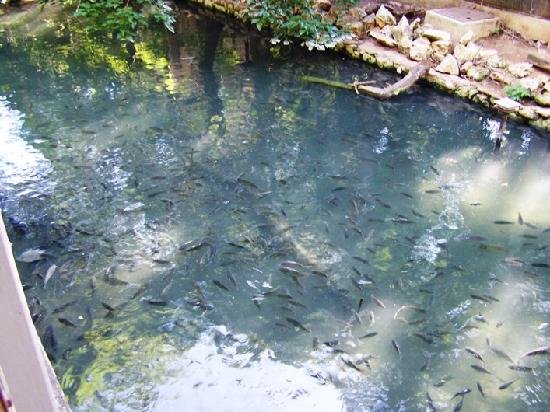 fish-pond-inside.jpg