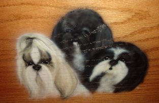 3ShihTzu20.jpg