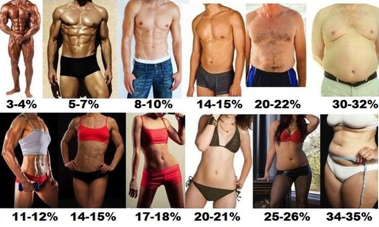 Body-Fat-Percent.png