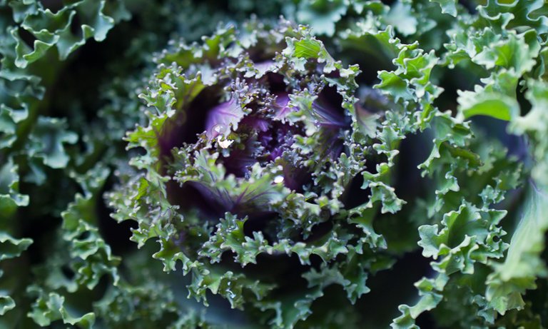 Kale-1.jpg