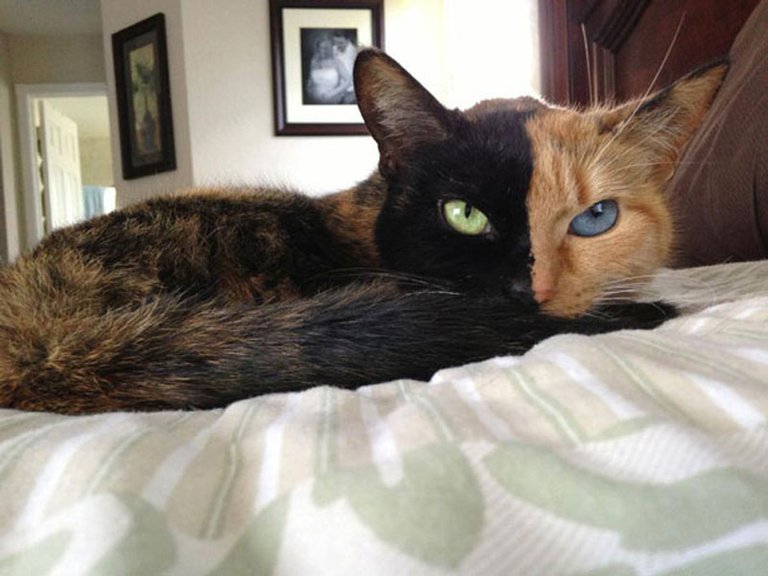 two-faced-chimera-cat-venus-32.jpg