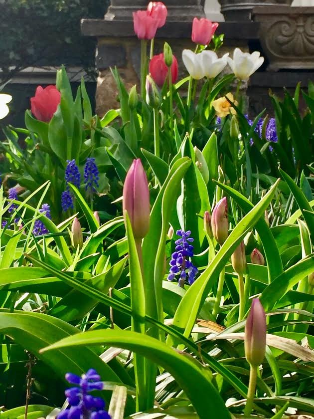 garden tulips bulbs 3.jpg