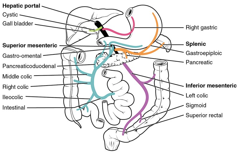 2138_Hepatic_Portal_Vein_System.jpg