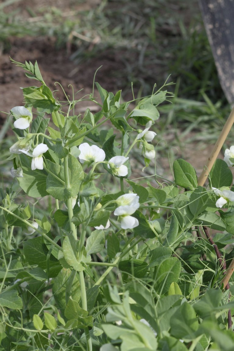 Potato flower