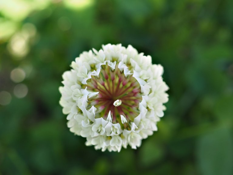 white-clover-2262315_960_720.jpg