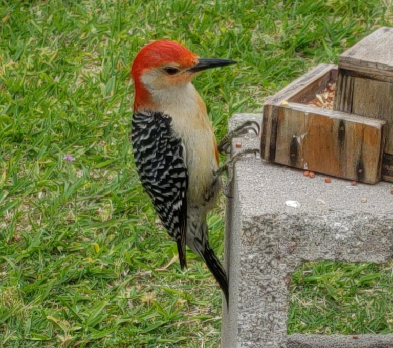 birds_71_red bellied_woodpecker_Melanerpes_carolinus.jpg