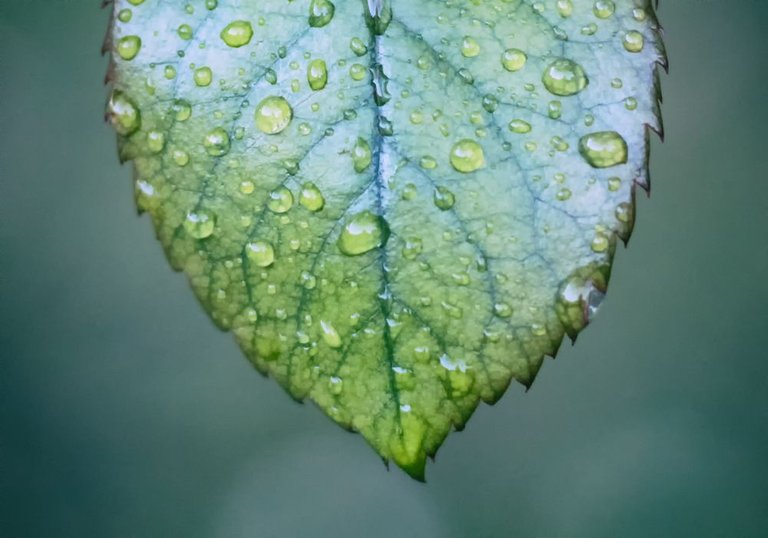 leaf2.jpg