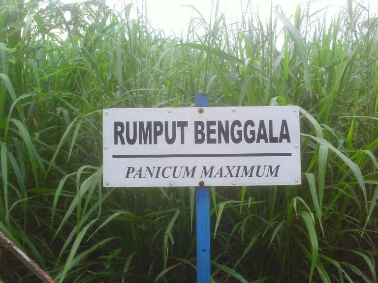 Rumput-Benggala.jpg