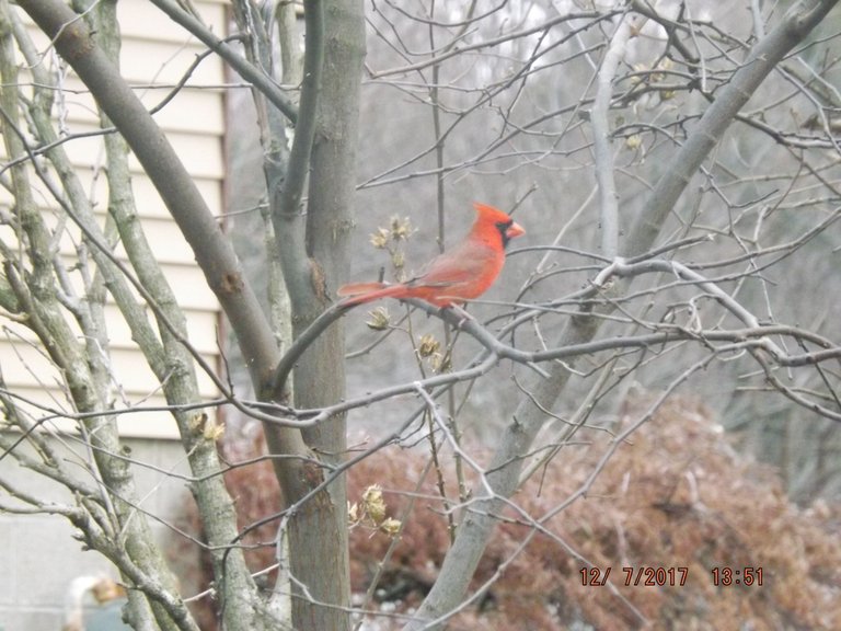 Cardinal 037.JPG