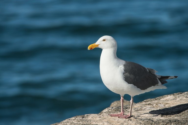 Seagull Overlooking the Sea.jpg