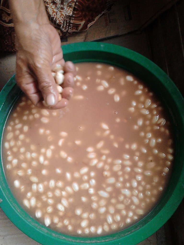 kacang 1.jpg