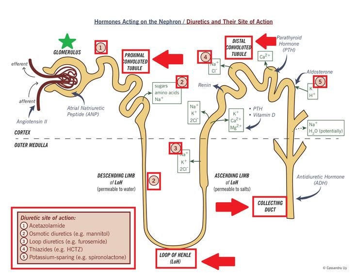 8f70e742fa35d51ff86533a23838f08f--loop-diuretic-action.jpg