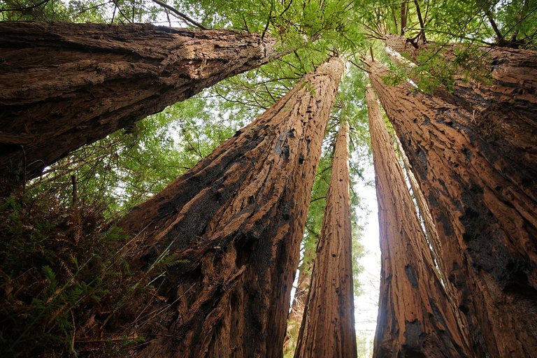 Sequoias Cooperating in the Forest.jpg