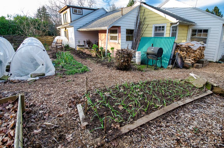 garlic-bed.jpg