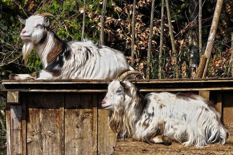 goats-3284856_1280.jpg