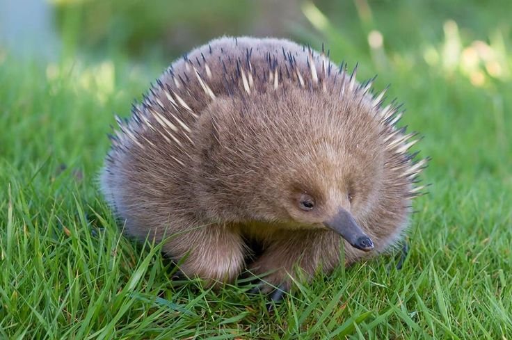 14c51e898c3deb09ed354325cb3479e5--echidna-australian-animals.jpg