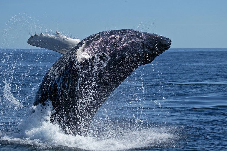 baleine1.jpg