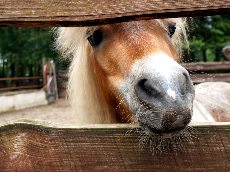 close_up_002_pony.JPG