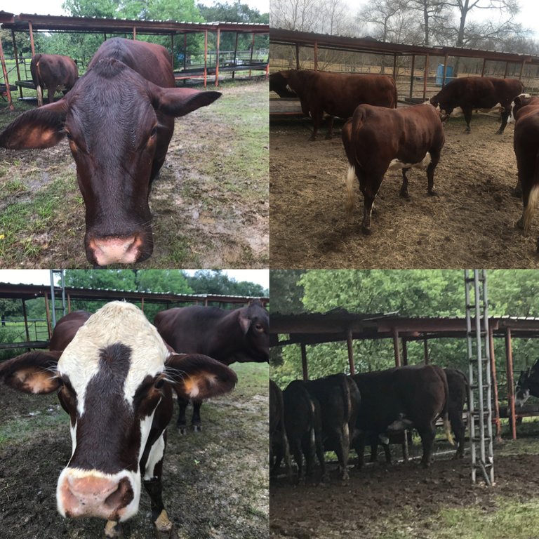 cows.jpg