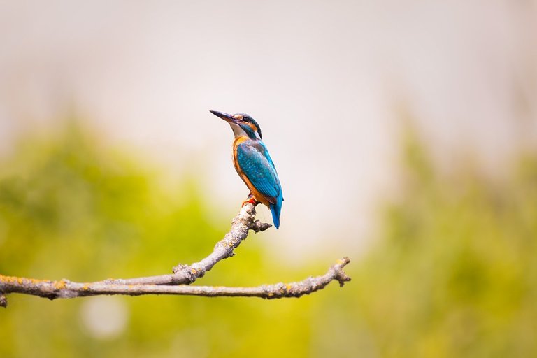 kingfisher-2363879_960_720.jpg