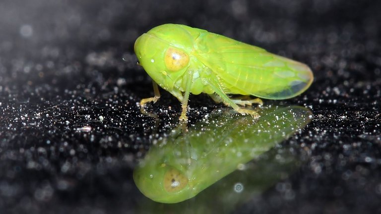 Insects Hemiptera Cicadellidae MV BY Tas 2018-02-01 n2.jpg