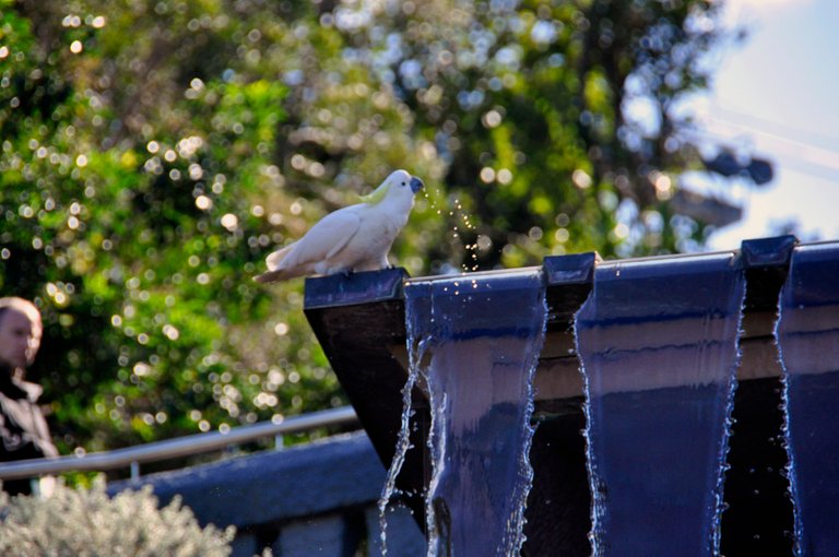 Cockatoo.jpg