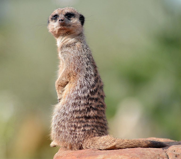 meerkat.jpg