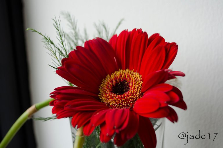 gerbera.jpg