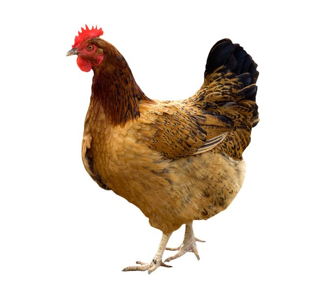 Hen.jpg