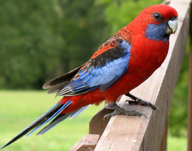 Crimson Rosella 2.jpg