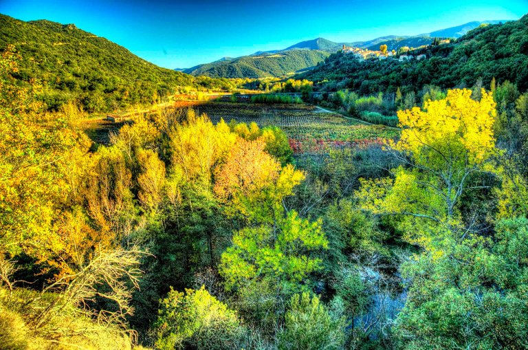 South of France autumn vinyards .jpg