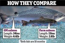 gmo salmon.jpeg