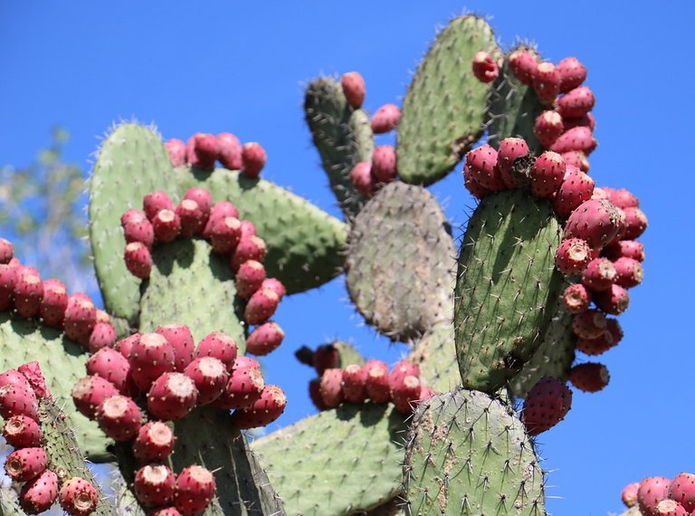 cactus-949234_960_720.jpg