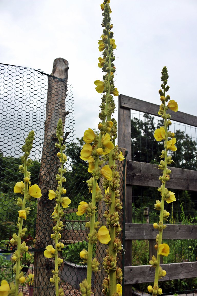 yellow plant flower .jpg