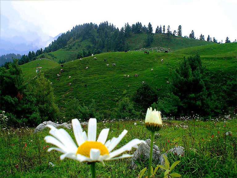 nathiagali_restaurant_133.jpg