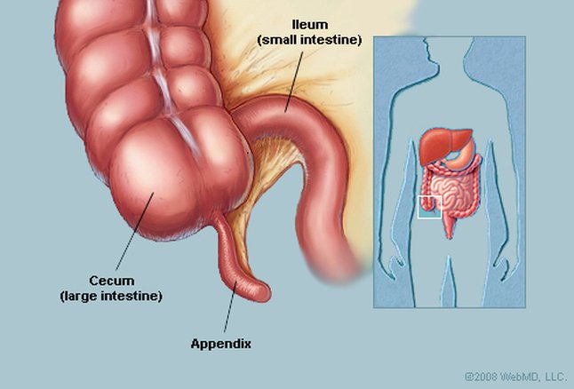 anatomy-clipart-appendix-20.jpg