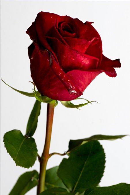 rosa-roja-----www.bancodeimagenesgratuitas.com----.jpg