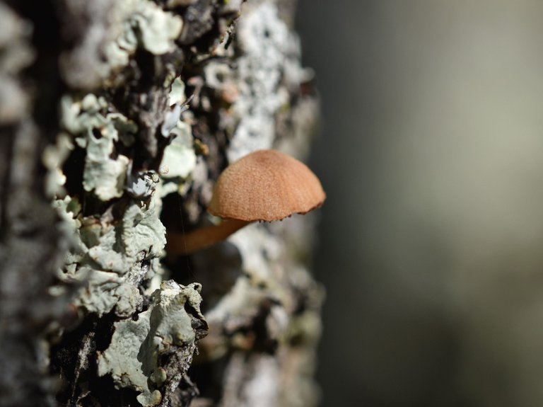 mushrooms cork bark 2.jpg