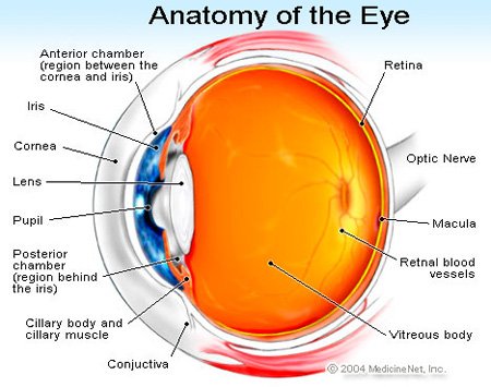 eye_anatomy.jpg