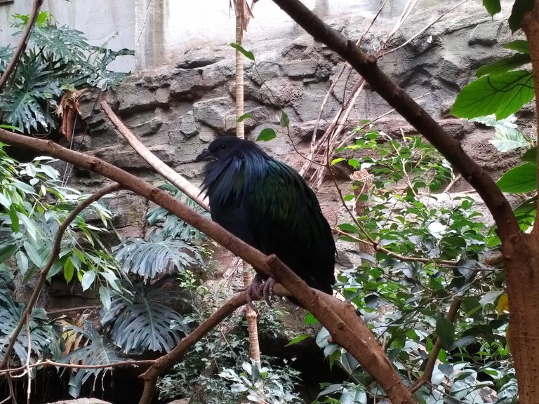 Nicobar Pigeon.jpg