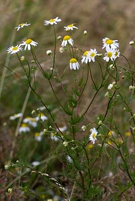 Matricaria_maritima-subps-inodora_vallee-de-grace-amiens_80_22062007_2.jpg